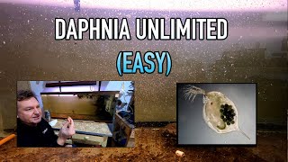 How I Raise Daphnia Water Fleas And You Can Too [upl. by Yeliah948]