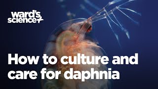 Caring and Culturing for Daphnia [upl. by Marjy]