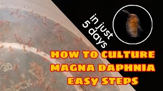 How to Culture Magna Daphnia Easily [upl. by Aniez]