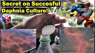 How to Culture Daphnia Successfully [upl. by Ingram]