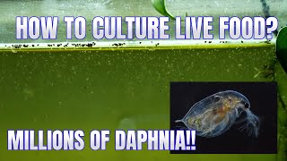 How to Culture Daphnia Secret Method to Breed MILLIONS  Simply Aquatic [upl. by Had]