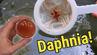 How I Culture Daphnia In Outdoor Tubs [upl. by Suzetta]