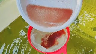 How to culture daphnia  Daphnia culture  How to grow daphnia outdoor [upl. by Ahsinauq]