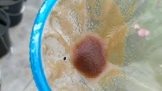 How to culture daphnia moina in a small container Part 1 English Subtitle [upl. by Nihsfa962]