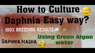 Daphnia MagnaHow to Culture Daphnia Easy wayCulturing Daphnia using Green water Daphnia [upl. by Simona]