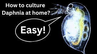 BEST Live Fish Food Beginner guide How to Culture Daphnia at home [upl. by Massimo729]