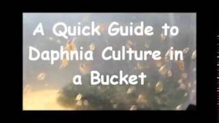 How to culture daphnia outside [upl. by Elram340]