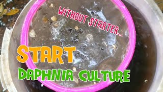 How to culture daphnia moina the easy way 1  Starting the Daphnia culture [upl. by Kirsten]