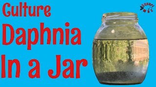 How to Culture Daphnia in a Jar [upl. by Nuawtna572]