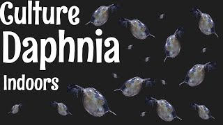 How to Culture Daphnia [upl. by Roach]