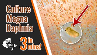 How to culture DAPHNIA MAGNA  The easy way [upl. by Bilbe]