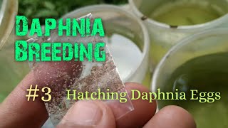 Daphnia Culture made simple and easy 3  Hatching Daphnia eggs [upl. by Gerrard]