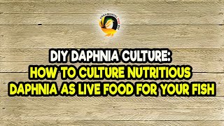 DIY Daphnia Culture How to Culture Nutritious Daphnia as Live Food for Your Fish [upl. by Euqinwahs443]