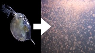 How I Culture Daphnia [upl. by Adnilrev910]