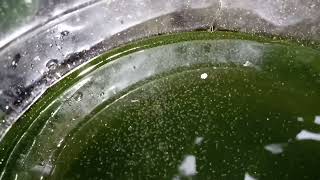 DAPHNIA MOINA CULTURE IN A SMALL BUCKET [upl. by Attalanta184]