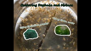 How To Culture Daphnia and Moinas using Green Water Spirulina powder [upl. by Ezarras564]