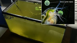 Raising Daphnia for the Freshwater Aquarium [upl. by Jasmine222]