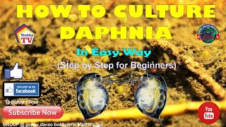 HOW TO CULTURE DAPHNIA In Easy Way [upl. by Akessej]